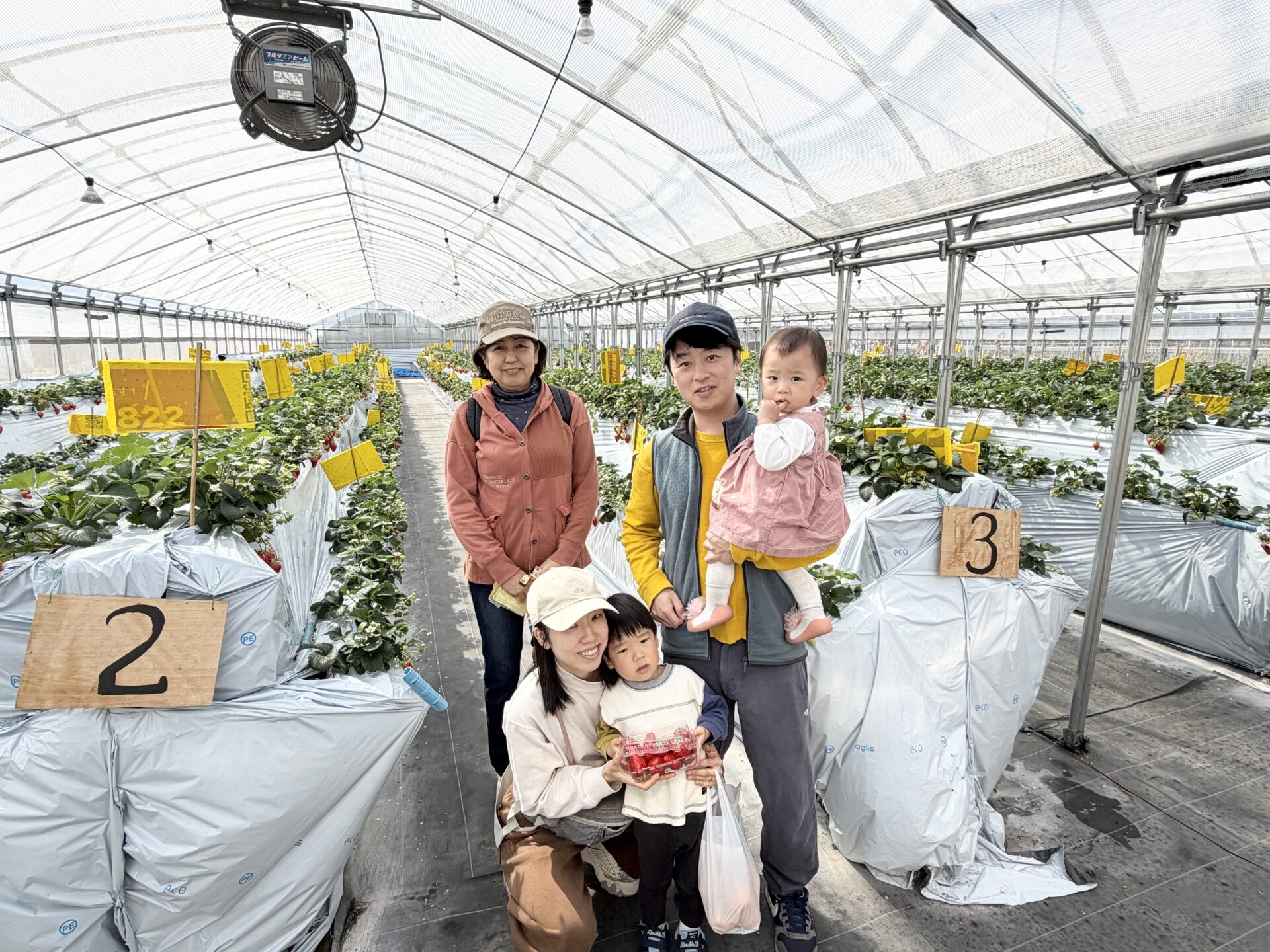 いちご狩りの様子2